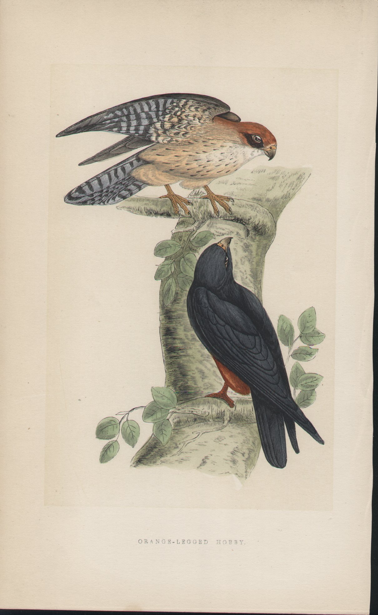 Wood - Orange-legged Hobby - Fawcett